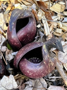 One can see the spadix inside. The spadix is actually a fleshy spike of many petal-less flowers. As the flowers mature, the spathe opens more to allow pollinators to enter.