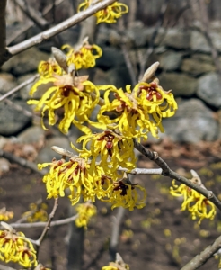 Witch-hazel flowers consist of four, strap-like petals that are able to curl inward to protect the inner structures from freezing during the winter.