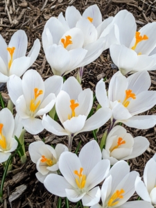 There is always renewed excitement every spring when the flowers emerge around the farm. Crocus is an early season flower that pops up usually in shades of white, yellow, and purple.