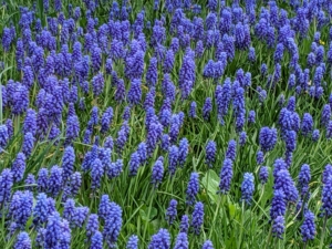 And I grow masses of beautiful muscari. Muscari is a genus of perennial bulbous plants native to Eurasia that produce spikes of dense, most commonly blue, urn-shaped flowers that look like bunches of grapes in spring.