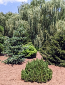 This is my pinetum in summer. It is filled with many different shapes and sizes of evergreens. Over time, this area will fill out more and more.