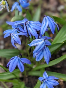 Squill or Siberian squill, is also known widely by its botanical name, Scilla. It is a spring bulb with green grass-like foliage and arching flower stalks that support one to three nodding blue or white flowers.