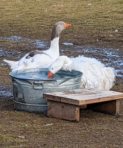 They always have access to fresh, clean water. Because geese do not have lips or cheeks, they drink by filling their bills with water and then tilt their heads back to swallow, using gravity to send the liquid into their digestive tract.