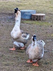 These are African geese – a breed that has a heavy body, thick neck, stout bill, and jaunty posture which gives the impression of strength and vitality. The African is a relative of the Chinese goose, both having descended from the wild swan goose native to Asia. The mature African goose has a large knob attached to its forehead, which requires several years to develop. A smooth, crescent-shaped dewlap hangs from its lower jaw and upper neck. Its body is nearly as wide as it is long. African geese are the largest of the domestic geese. In nature, geese pairs bond and stay together for life.