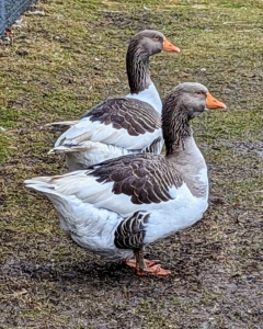 My gaggle of geese is fun, friendly, personable, and protective. Geese are also very hardy and adaptable to different climates. I've kept geese for many years. My farm wouldn't be complete without them.