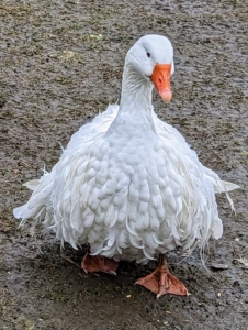 Sebastopols are considered medium-sized birds. Both males and females have pure white feathers that contrast with their bright blue eyes and orange bills and feet. Sebastopol geese have large, rounded heads, slightly arched necks, and keelless breasts. And what is most striking is the plumage. The plumage of the head and upper two-thirds of the neck is smooth, while that of the breast and underbody is elongated and well-curled.