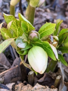 Many of them will soon be open. Hellebores come in different colors and have rose-like blossoms. It is common to plant them on slopes or in raised beds in order to see their flowers, which tend to nod.