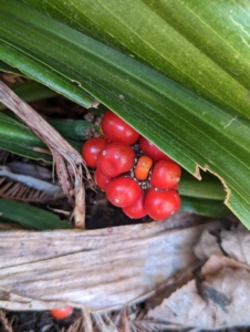 These are the leaves and berries of Rohdea japonica, also known as Japanese Sacred lily, or Nippon lily – a tropical-looking evergreen herbaceous perennial that has an upright, clumping, and vase-like form. Its leaves are thick, rubbery, and measure from about a foot long and two to three inches wide.