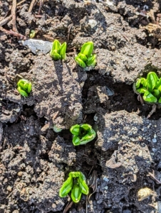 Here, one can see how the daffodils pushed through the soil.