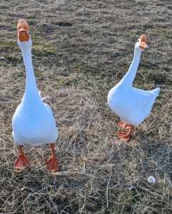 Here is my pair of Chinese geese. The Chinese goose is refined and curvaceous. Its bill is relatively long and slender, with a large, rounded, erect knob that attaches to its forehead. The Chinese goose holds its head high. Its head flows seamlessly into a long, slim, well-arched neck which meets the body at about a 45 degree angle. Its body is short, and has a prominent and well-rounded chest, smooth breast and no keel. Mature ganders average 12 pounds, while mature geese average 10 pounds.