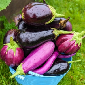 I grow bounties of delicious eggplants every year. I try all different kinds to see what grows and tastes best and what I should plant again the next season.