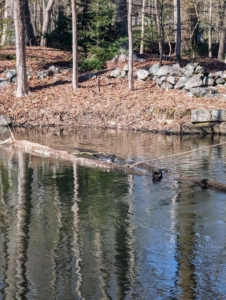 A year ago, I began taking out the dead trees from in and around the pond. My outdoor grounds crew secured ropes to the logs so they could be pulled out.