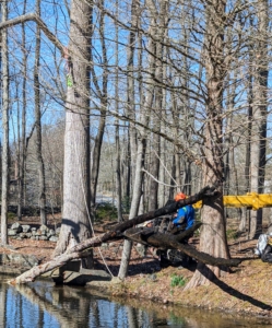 Just pulling out these trees made the pond look so much better.