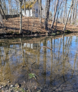 This old pond is located on the edge of one of my hay fields, not far from a grove of beautiful weeping willow trees I planted when I moved to my farm. I've long wanted to restore this pond and make it cleaner, prettier and better for visiting wildlife.