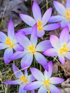 Croci can be found in alpine meadows, rocky mountainsides, scrublands, and woodlands. I have groups of crocus blooms all around my farm.