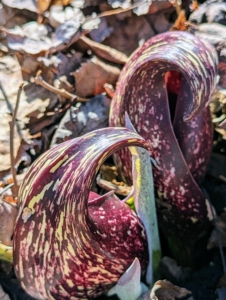 New growth is also emerging in the woodland. Symplocarpus foetidus, commonly known as skunk cabbage or swamp cabbage is a low growing plant that grows in wetlands and moist hill slopes of eastern North America. The flowers appear before the leaves and show a mottled maroon hoodlike leaf called a spathe, which surrounds a knob-like structure called a spadix.