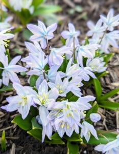 Striped squill is also known as puschkinia. Puschkinia is a genus of three known species of bulbous perennials in the family Asparagaceae. It is native to the Caucasus and the Middle East. Puschkinia shows off short flowers with six petals that are white with a blue stripe down the middle, which can be seen in the front, the back, and the sides of the blooms.