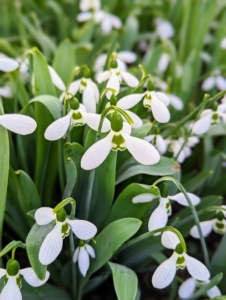 One of my favorite spring blooms is the snowdrop, Galanthus nivalis. These beautiful white flowers are blooming all around my houses. Snowdrops produce one very small pendulous bell-shaped white flower which hangs off its stalk like a “drop” before opening.