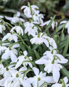 Snowdrops multiply by offsets – new bulbs that grow attached to the mother bulb.