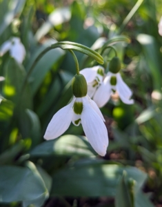 Snowdrops typically begin to bloom in late winter to early spring, usually from February to March in many regions.