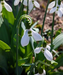 Some of the varieties I grow include ‘Hippolyta,’ elwesii ‘Mount Everest,’ elwesii ‘Polar Bear,’ nivalis ‘Magnet,’ ‘Sam Arnott,’ ‘ woronowii, plicatus Dionysus, nivalis ‘Viridi-apics,’ ‘Turncoat,’ ‘George Proverbs,’ and ‘Little Ben.’