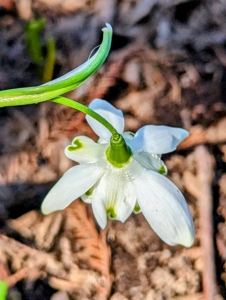 This snowdrop is a double, making it even more interesting.