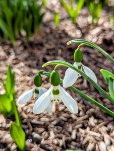 Snowdrops are a pest-free plant. Rabbits and deer won’t eat them, and most chipmunks and mice leave them alone.