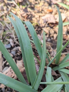 When they start to push through the soil, two or three dark green, strap-like leaves come up first and grow four to 10-inches tall.