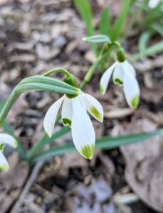 On this snowdrop, both the inner and the outer petals are blotched. These markings are what make the snowdrops unique.