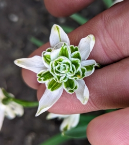 Underneath, one can see the multiple petals tinged in emerald green.