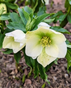 Hellebores come in a wide range of dark and light colors including shades of white and cream, maroon, apricot, yellow, green, metallic blue, slate, and dusky pink with or without contrasting markings.