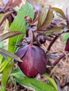 Another favorite - the hellebores. Hellebores are members of the Eurasian genus Helleborus – about 20 species of evergreen perennial flowering plants in the family Ranunculaceae. They blossom during late winter and early spring for up to three months.