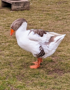 Geese are grazing birds that eat a variety of different items. They look for roots, shoots, stems, seeds, and leaves of grass and grain, bulbs, and berries. They also eat small insects.