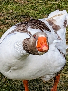 Geese also have impressive visual capabilities. The way their eyes are structured allows them to see things in much finer detail at a further distance than humans. They can also see UV light and can control each of their eyes independently.