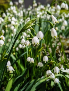 Finally, don't get them confused with this charming flower, the snowflake, Leucojum. Snowflakes, which are typically more lantern-shaped, with pointed, out-curved, green-blotched tips and segments that are each about the same length, will start blooming in April.