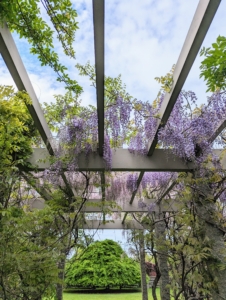 Here they grow over the rafters.