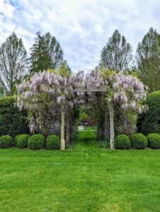 In the center, a cross section supports beautiful sweet-smelling wisteria standards.