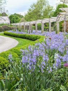 Since building this pergola I've added lots of bulbs and perennials that bloom at different times throughout the season. Here is the pergola garden in late May. Boxwood line the beds on both sides.