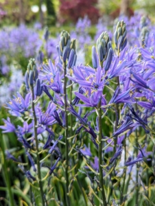 This is camassia. Camassia is a genus of plants in the asparagus family native to Canada and the United States. Common names include camas, quamash, Indian hyacinth, camash, and wild hyacinth. They grow to a height of 12 to 50 inches and vary in color from pale lilac or white to deep purple or blue-violet.