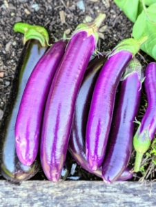 Asian eggplants are often sweeter in flavor and vary more in shape and color than their American counterparts.