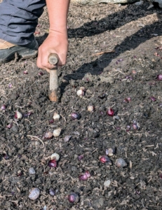 Each bulb is placed in a hole about three to five inches deep. The dibber is perfect for planting these bulbs.