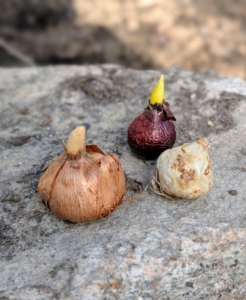 Bulbs come in different sizes and forms. Shown here is a crocus bulb, a squill bulb and a muscari bulb. True bulbs can be either tunicate, with a papery covering or non-tunicate without the covering. On many bulbs, it is also easy to see which end is the top and which end is the bottom.