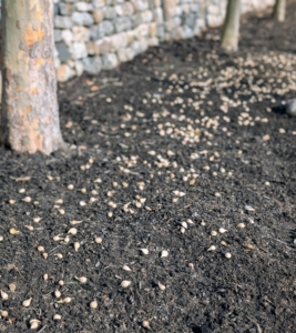 Then my head-gardener, Ryan McCallister, throws batches of bulbs down on the ground. He does this randomly across the bed to create a more natural appearance when they grow.