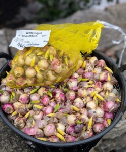 Bulbs are packaged in batches of 50, 100, 500, and a thousand. They come in these breathable sacks and crates. They are also packed in paper bags, boxes, and plastic pouches depending on the bulbs’ humidity needs. They must be kept moist without being wet.