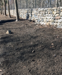 I was thrilled to have enough to plant along some of the stone walls of my farm. The first step is to rake the beds, so they are clear of any debris.