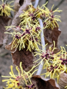 Witch hazel is a unique shrub because it features flowers, next year's leaf buds, and fruit all at the same time.