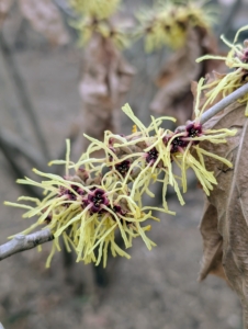 Witch hazel is also great for attracting pollinators and songbirds as well as for deterring deer.