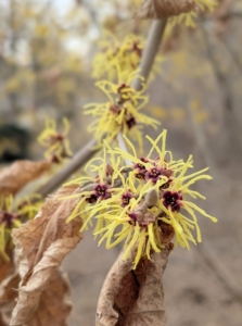 Witch hazel is great for splashes of winter color. They’re very hardy and are not prone to a lot of diseases.