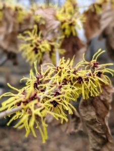 Witch hazel is a genus of flowering plants in the family Hamamelidaceae. Most species bloom from January to March and display beautiful spidery flowers that let off a slightly spicy fragrance.