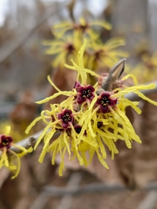 There are five species of witch hazel – Hamamelis virginiana, Hamamelis vernalis, Hamamelis japonica, Hamamelis mollis, and Hamamelis ovalis. All of these produce flowers with strap-like crumpled petals.